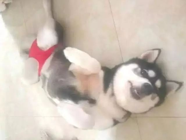 狗狗也会来姨妈嘛,狗狗来月经怎么办