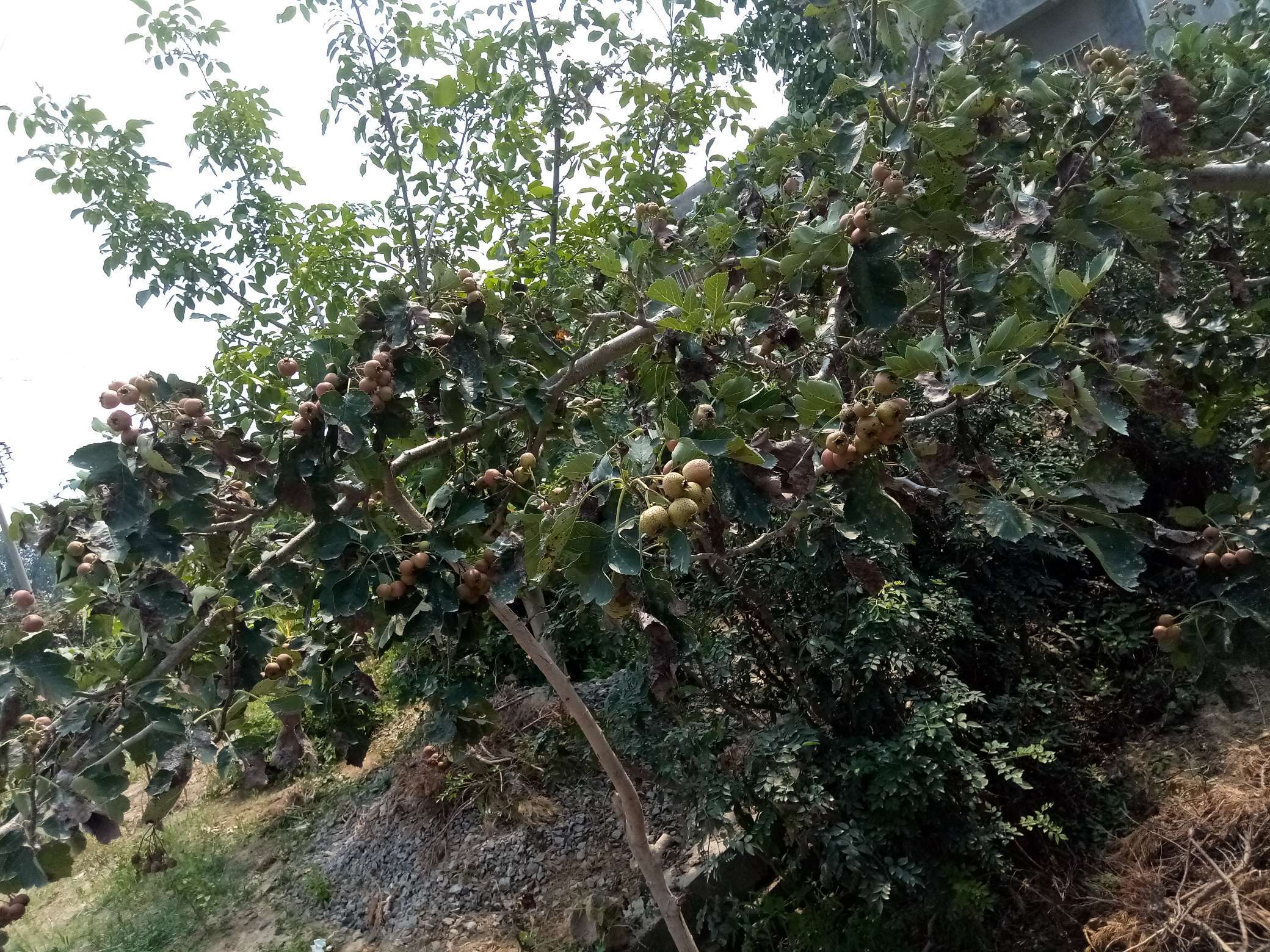 山楂树有什么病虫害如何防治,山楂树已经有锈病怎么治