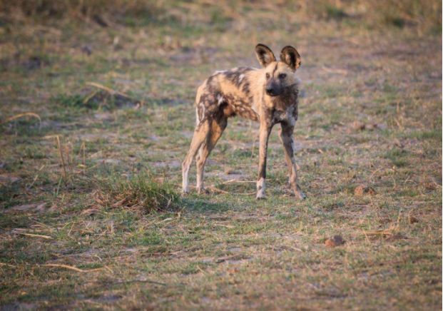 狗狗在消失一段时间又回来了,狗狗被人遗弃一年后长成怪物
