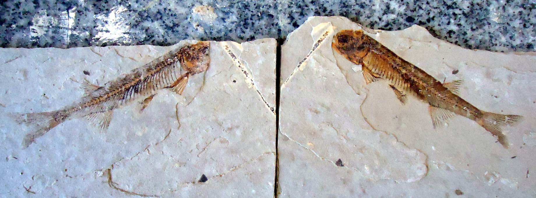 为什么动物有体毛也没有体毛,人类真的是奇怪的动物吗