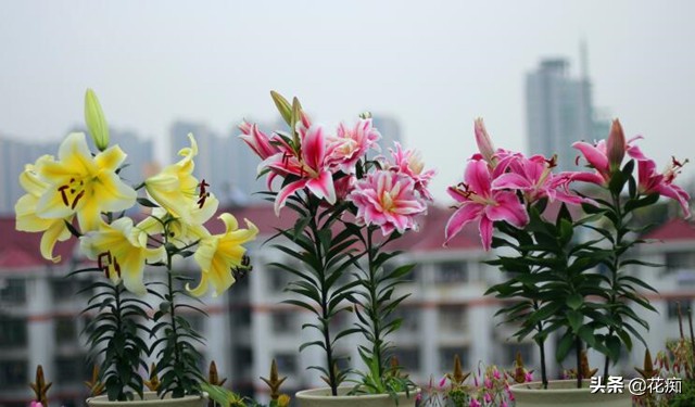 百合花盆栽花谢了以后要怎么处理,百合花枯萎了可以怎么救它