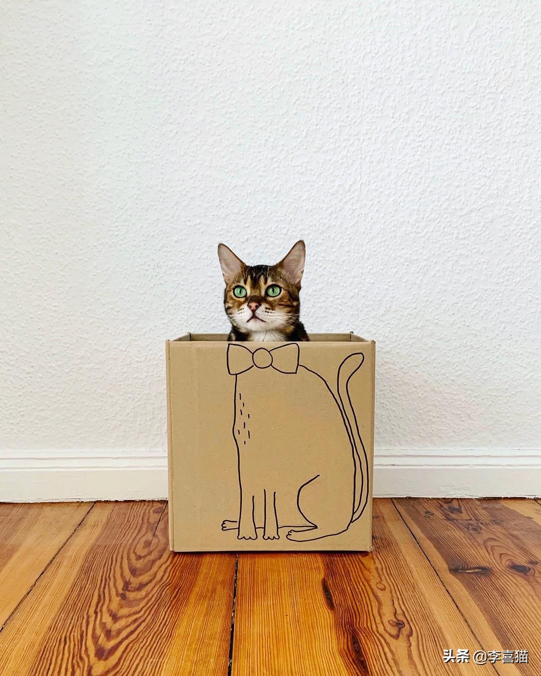 猫咪为什么喜欢睡纸箱,为什么猫咪偏爱纸箱睡觉