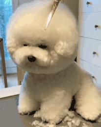 比熊这朵棉花糖，圆圆白白胖胖，是我的初恋情狗没错了