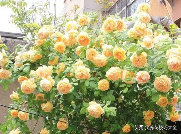 这十种爬藤花一开就是三年,3种极品爬藤花30天爬满庭院农村