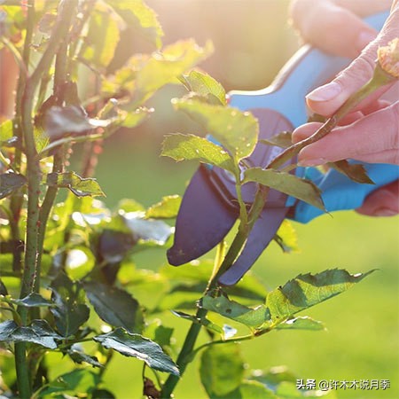 月季修剪后黑杆怎么处理,月季黑杆最好的治疗方法