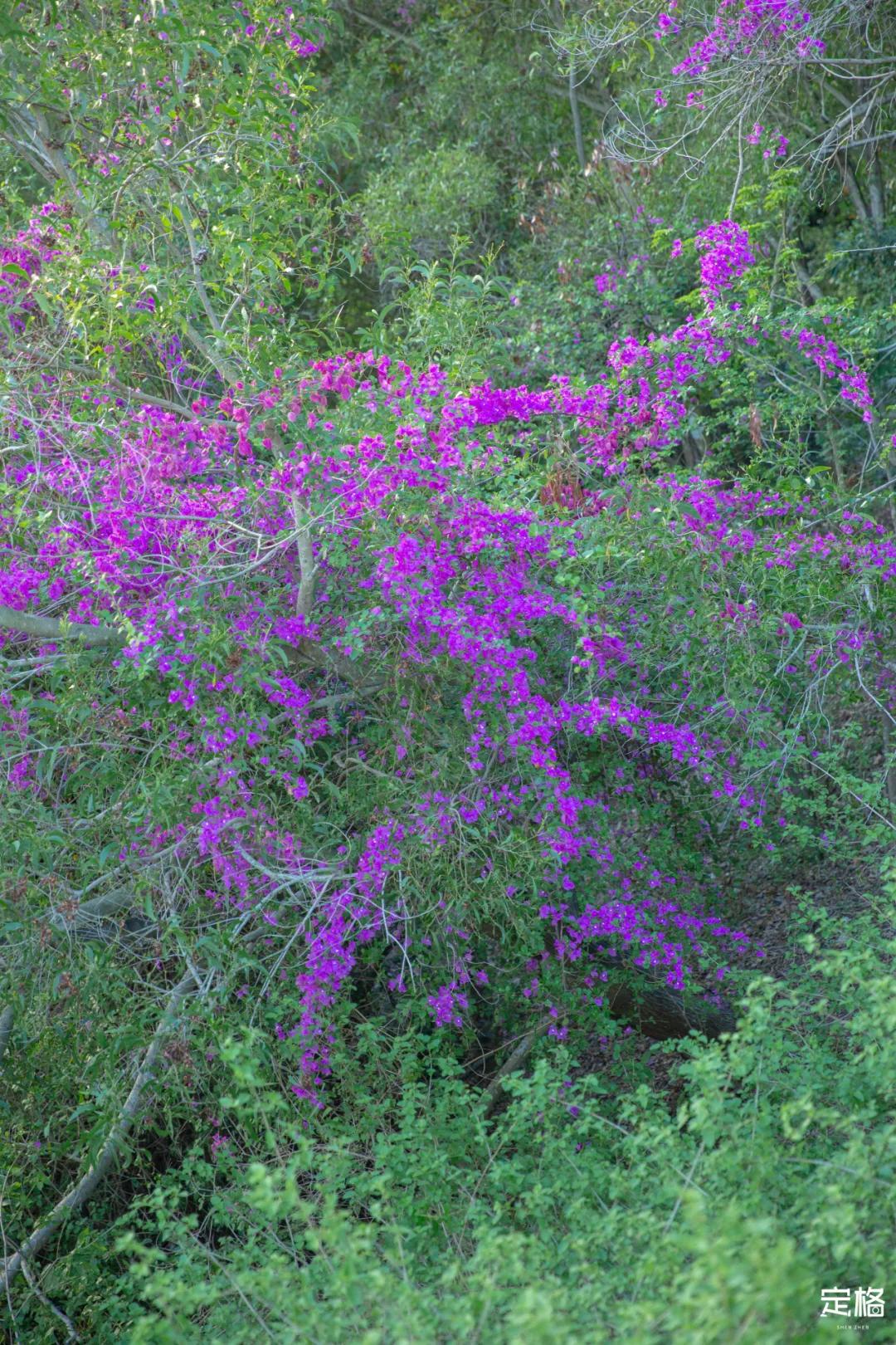深圳梅林水库有山溪吗,深圳梅林水库在哪个区