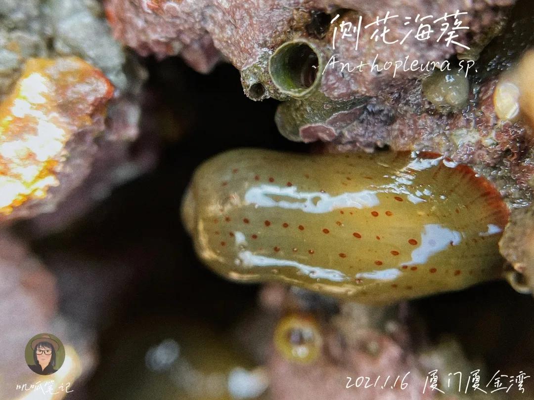 鼓浪屿赶海抓虫,鼓浪屿赶海佛手螺