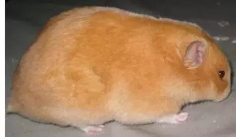 仓鼠种类大仓鼠,仓鼠的详细资料仓鼠的种类