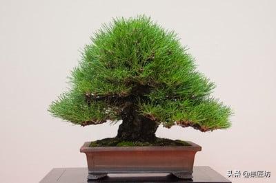 短针黑松怎么养护,短针黑松修剪教学