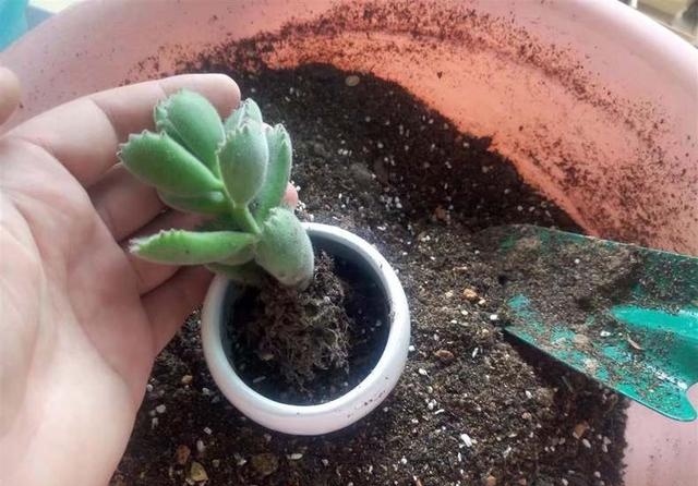 多肉烂根后如何快速生根,多肉长得差怎么办
