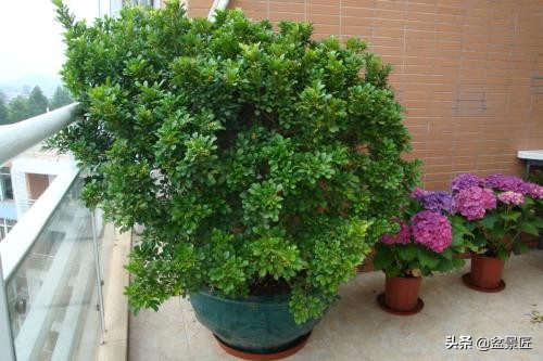 天气转凉好好照顾身体,冬天米兰可以晒太阳吗