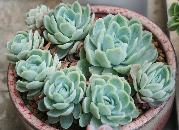 新手养多肉的方法和技巧视频,要想多肉养得又肥又大用什么方法