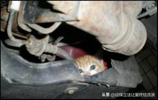 猫在车底不出来怎么办,车底进猫