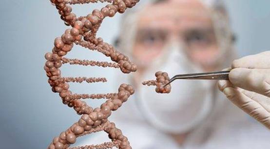 野生河豚食品安全吗,日本推出基因编辑河豚