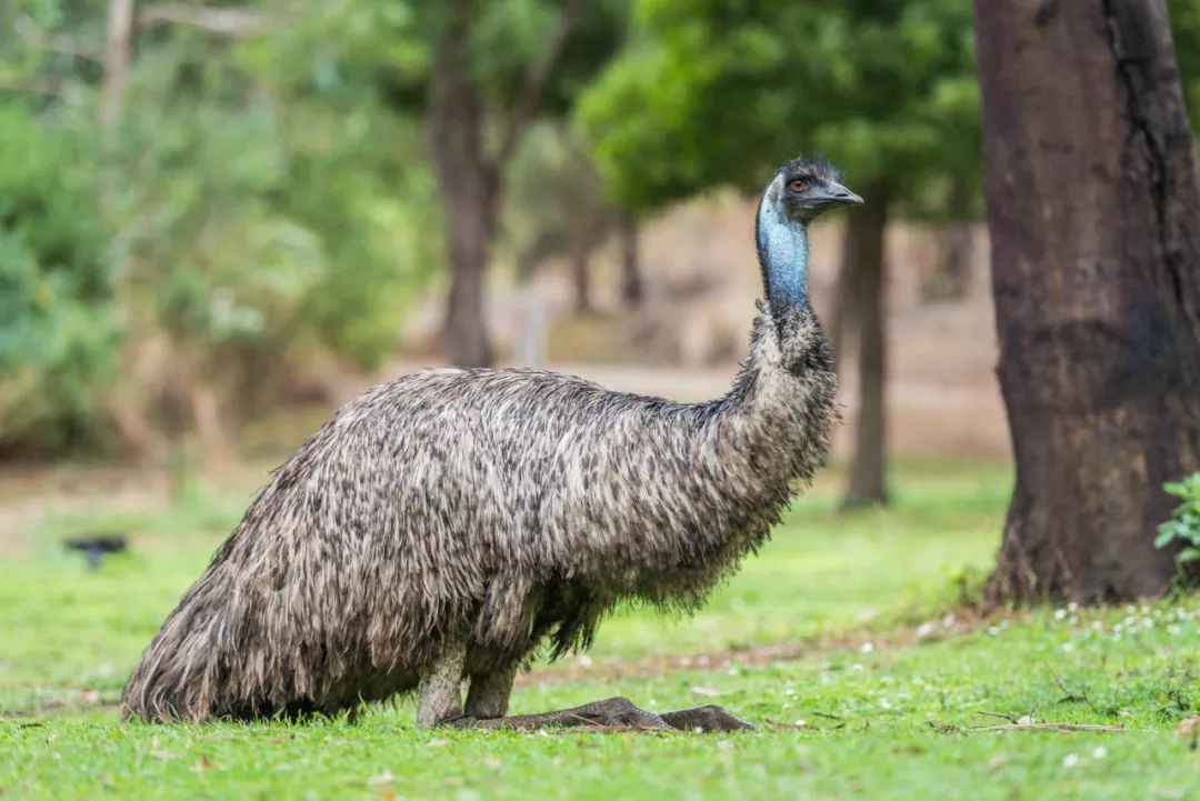 澳大利亚独特的自然风光,澳大利亚黄金海岸的美景