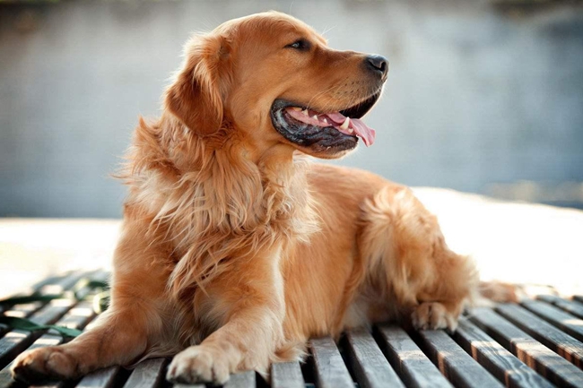 金毛肚子上有小脓包,金毛肚子有虫怎么治