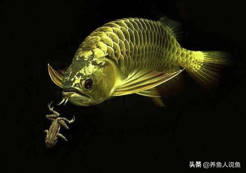 龙鱼拒食的解决方法,龙鱼为什么不能拒食食物