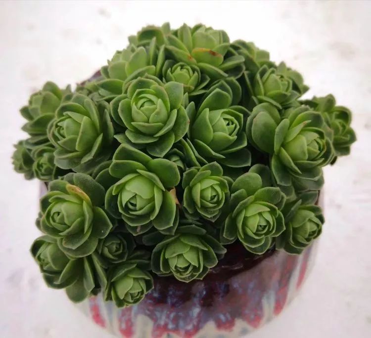 一花一世界多肉园艺,一花一世界一叶一菩提多肉植物