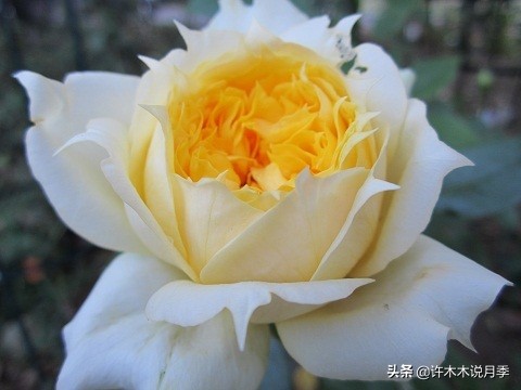 月季扦插发芽又枯萎是什么原因,月季扦插的都发芽了怎么就蔫了