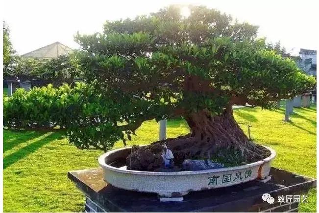 中国最贵盆景一盆600万元 (全世界最贵的100棵盆景多少钱一株)