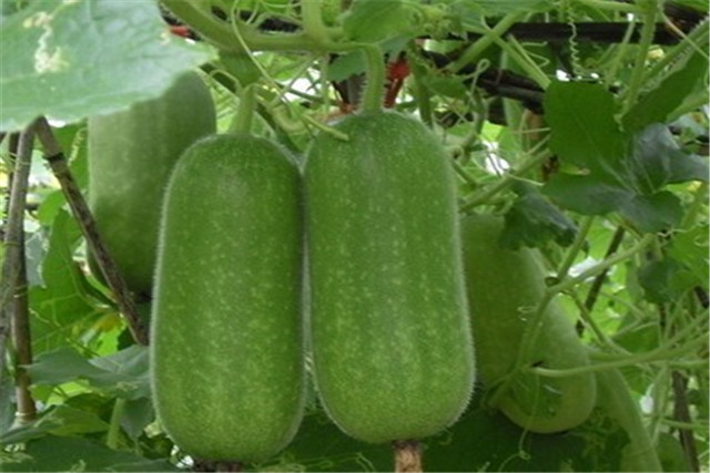 广东节瓜种植搭架技术,广东节瓜什么时候种植最好