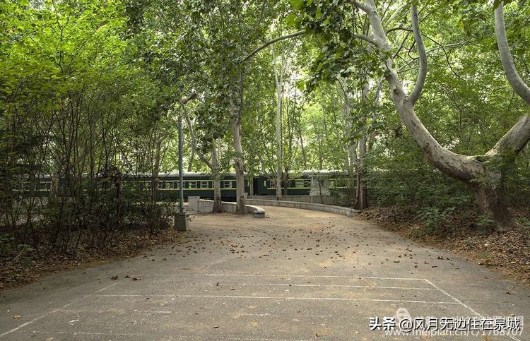 济南的法国梧桐,济南梧桐树美景