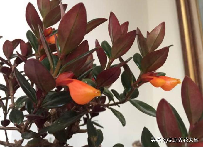 金鱼吊兰黄叶是什么原因,金鱼吊兰老是黄叶怎么回事