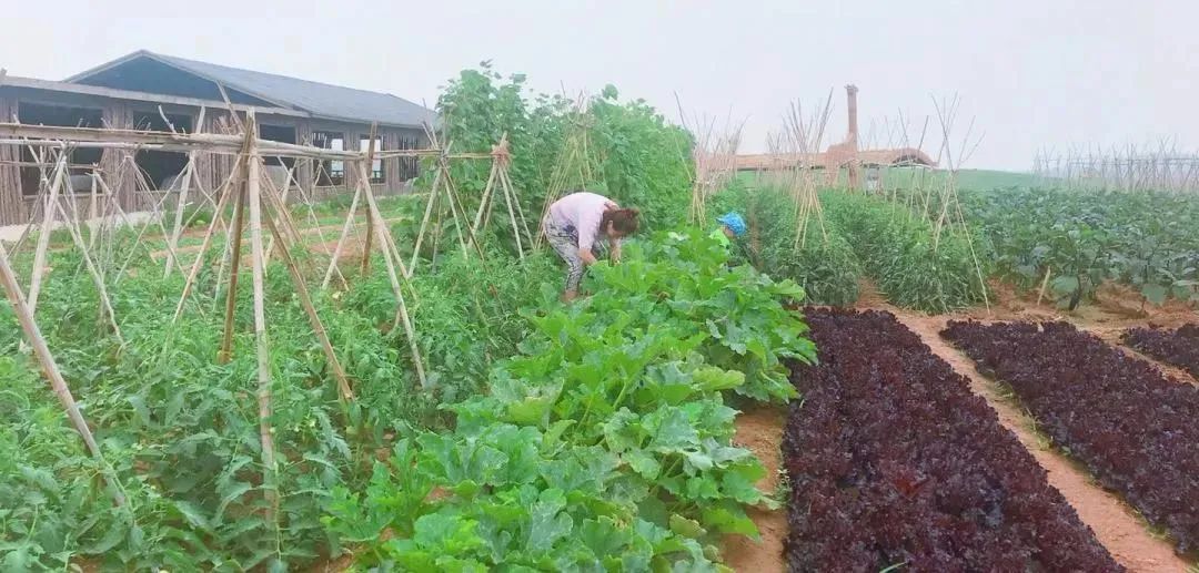 华酝牡丹园紫藤花,华酝牡丹园格桑花