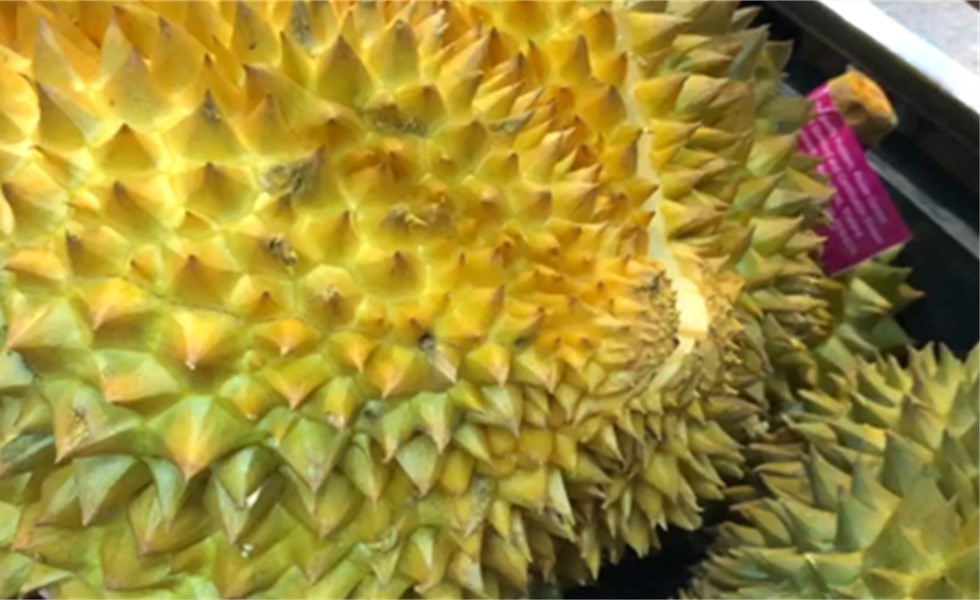 榴莲的正确开法榴莲为什么是脆的,榴莲裂开用什么绑住最好