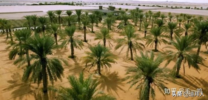 迪拜种植一棵树的成本,在迪拜种一棵树一年的成本
