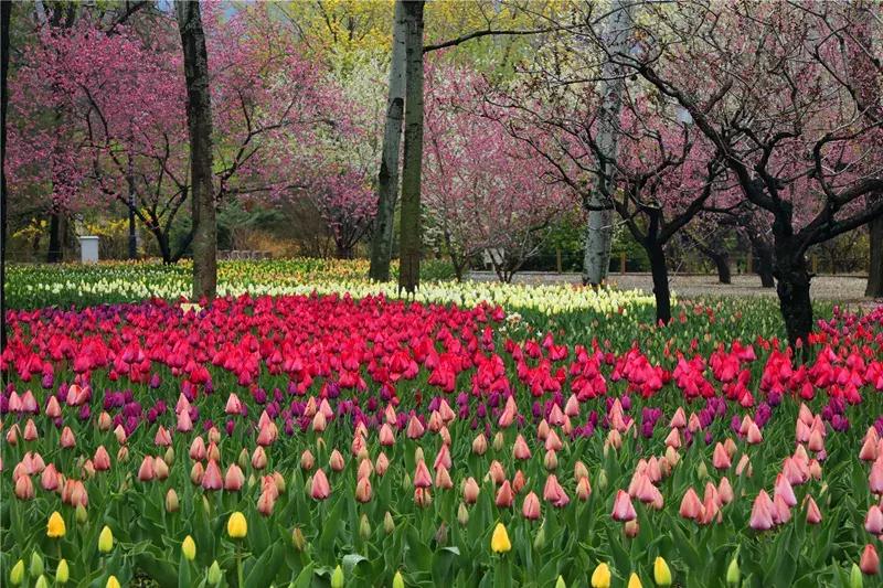 中国科学院植物研究所北京植物园,北京植物园有牡丹花还有什么花