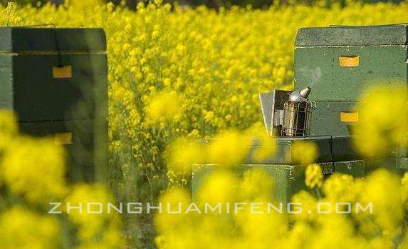 土蜜蜂养殖技术视频,蜜蜂土养殖技术视频