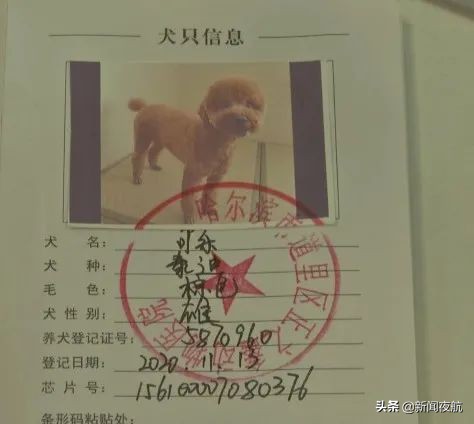 哈尔滨有关狗的政策条例,哈尔滨哪些狗不能办狗证