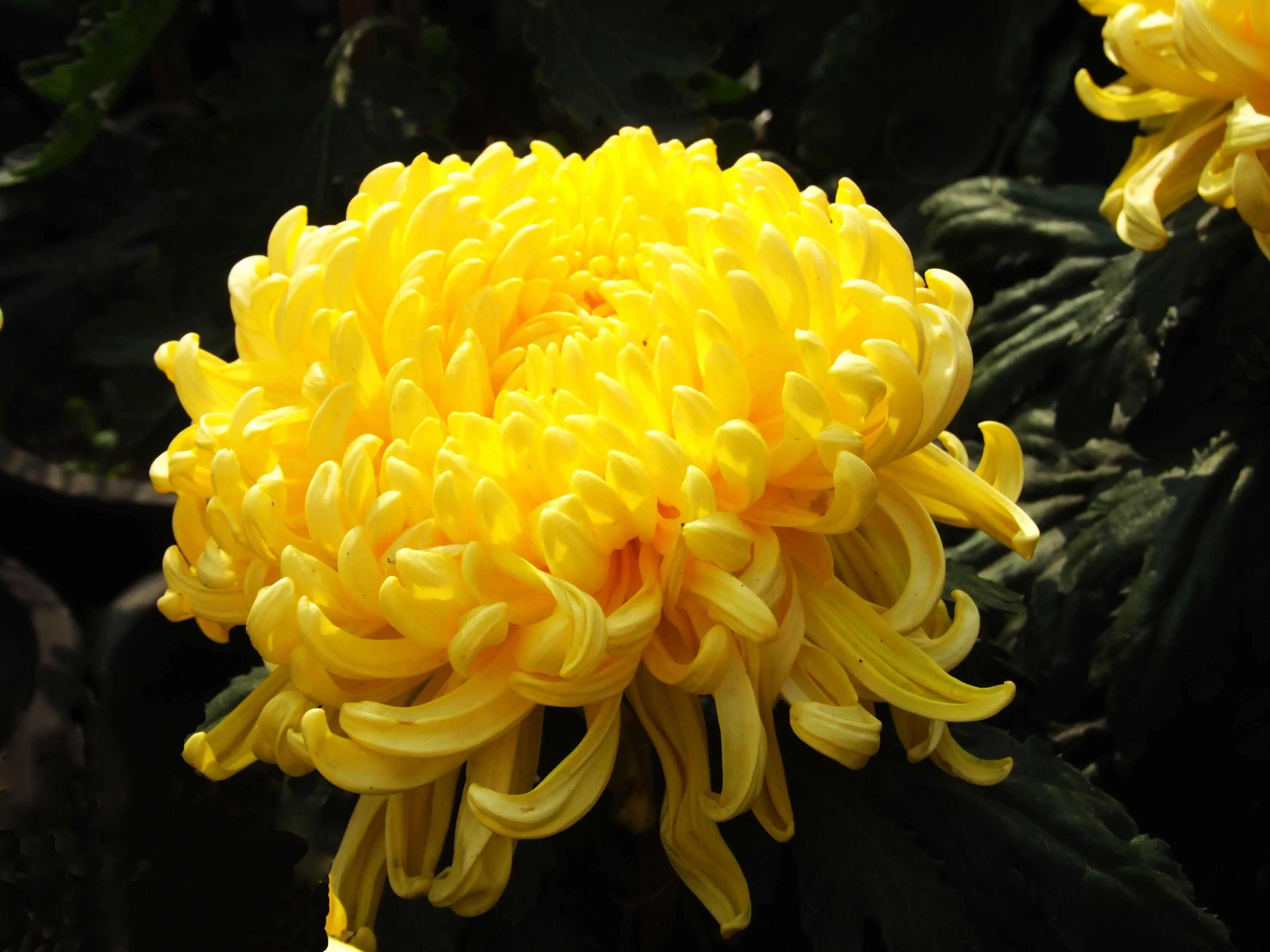 想弄清菊花的看过来，这里有你想要的答案