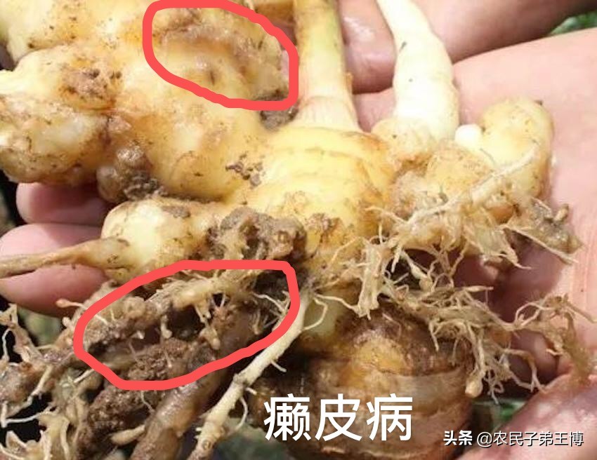 造成大姜癞皮的原因,大姜癞皮病图片