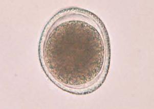 犬蛔虫病的致病机理,犬猫蛔虫病怎么治疗