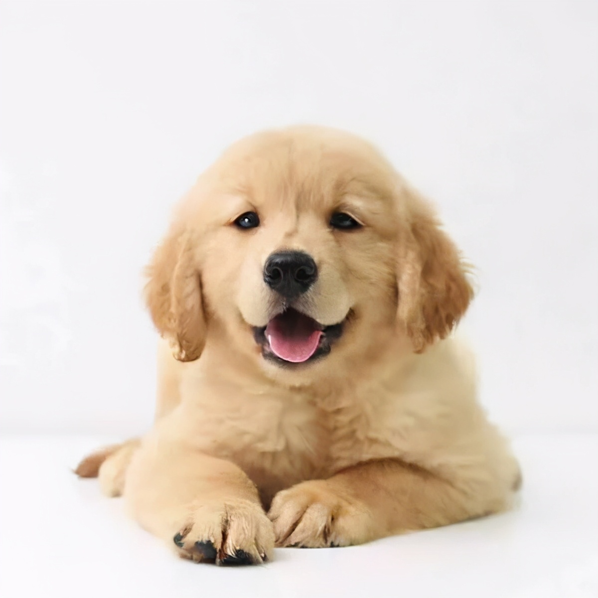 comeon~来挑选属于你的汪星人吧