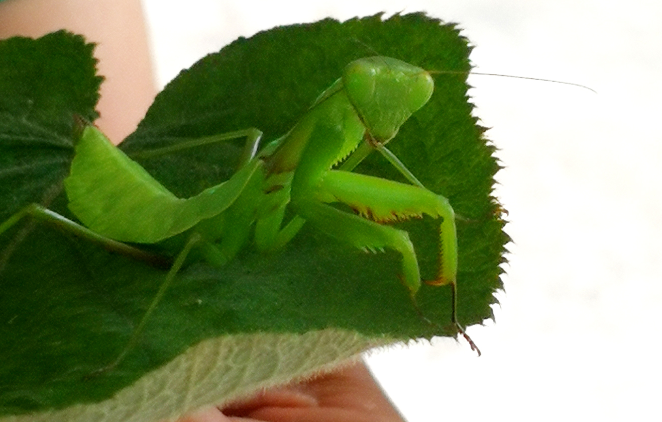 自炒茶叶纯天然,云南茶传统柴火手工炒茶