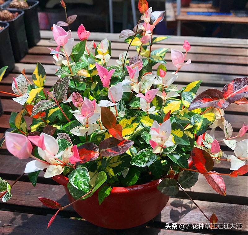 花叶络石要想叶更“花”，养护需要做好这几点，否则花叶变绿叶