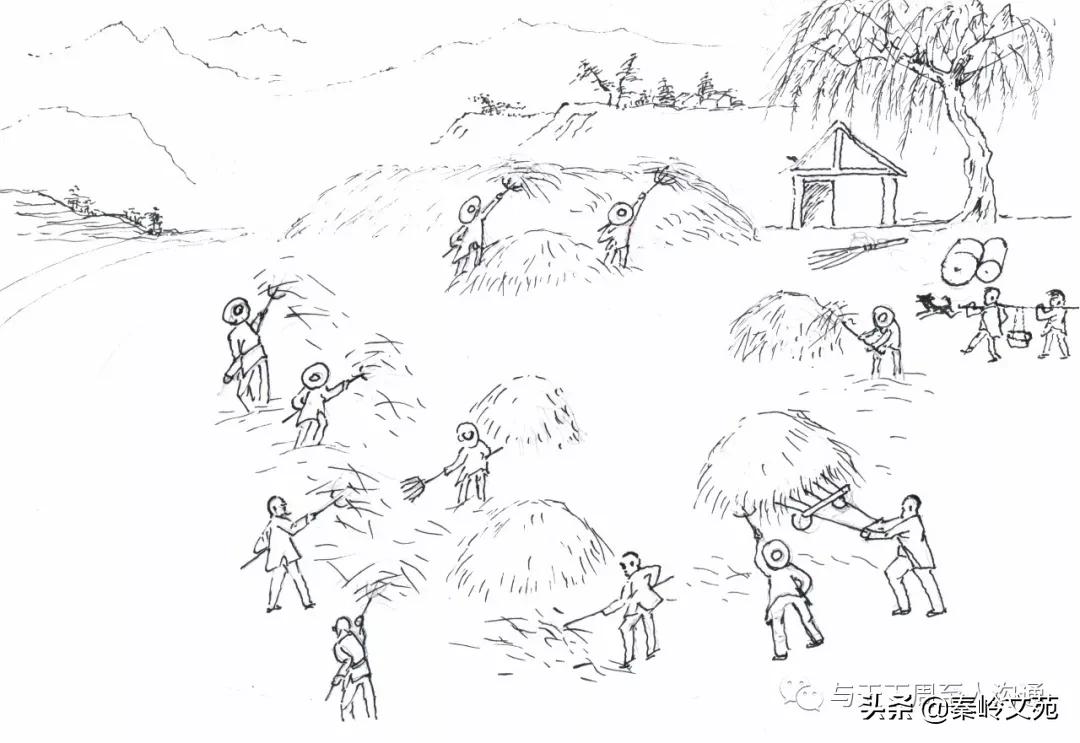 赵科第:乡村记事——收麦那些事儿