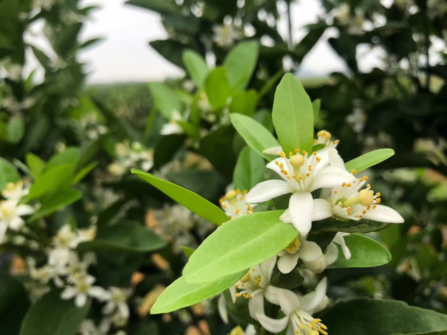 保花保果小窍门,保花保果见效快的方法