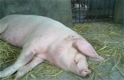 母猪子宫内膜炎的治疗原则,如何治疗母猪子宫内膜炎