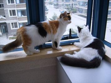 猫咪尿闭和拉稀怎么区分,拽猫尾巴拉稀