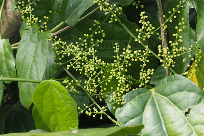 古山龙中草药图片,古山龙介绍