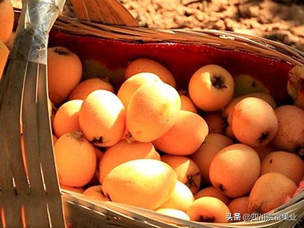 最好吃的枇杷品种,枇杷品种哪种最好