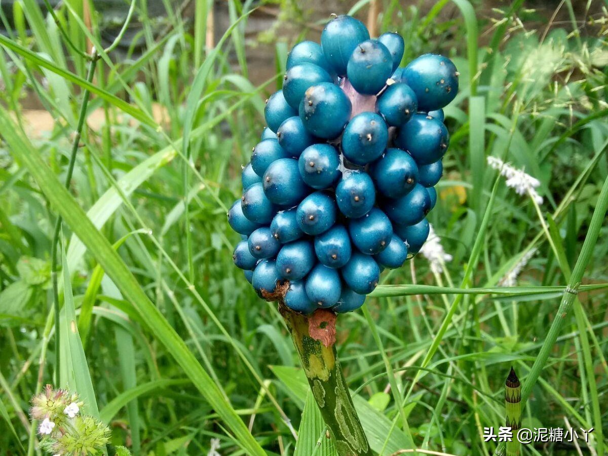 魔芋怎么生长最快,魔芋怎样长得快又大