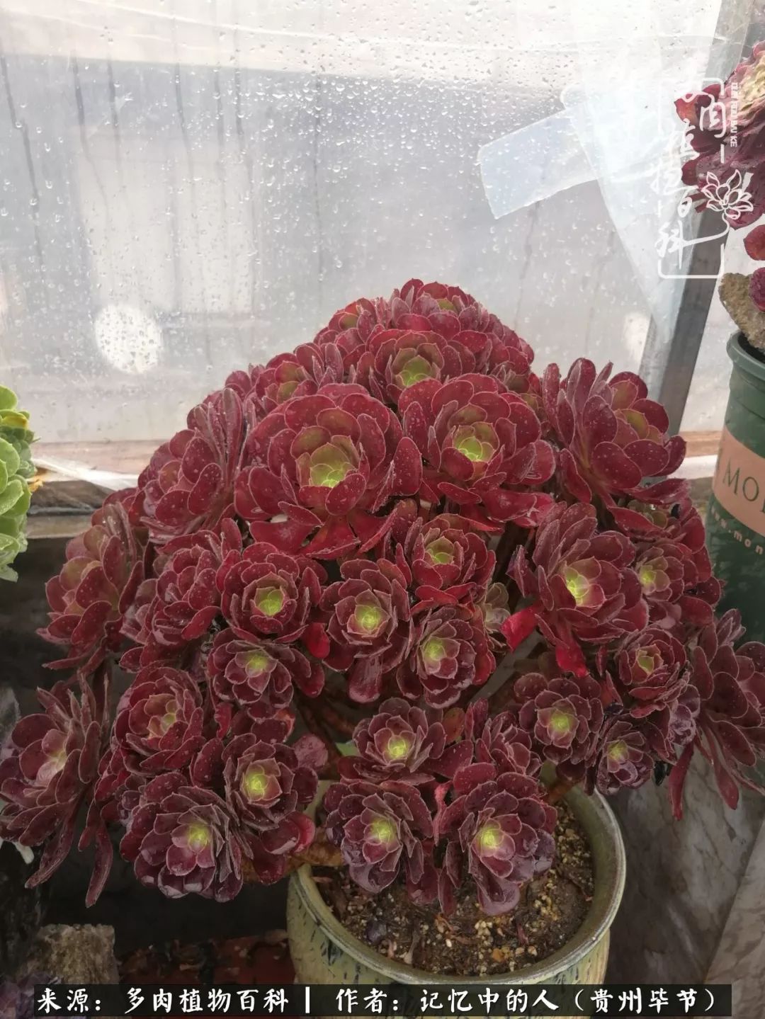 我心中的玫瑰原唱,我心中的玫瑰全部歌曲