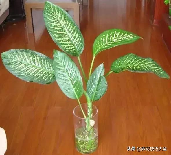 什么花也养不活,什么花都能养死