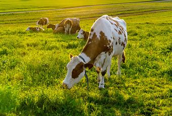 丹麦奶粉还是瑞典奶粉好,奶源重要还是配方重要