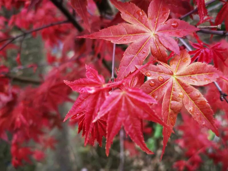 2022年世界手机摄影大赛征稿,手拍世界摄影网